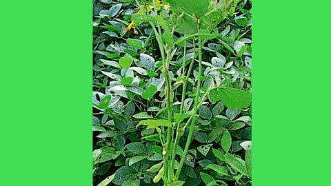 Soybean Crop : दहा एकरांवरील सोयाबीनला लागल्या नाहीत शेंगा