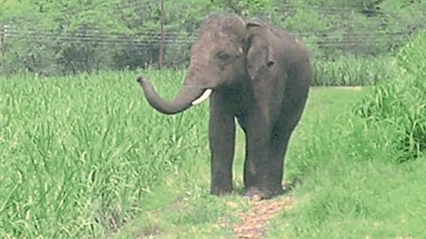 Elephant