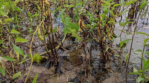 Soybean Damage