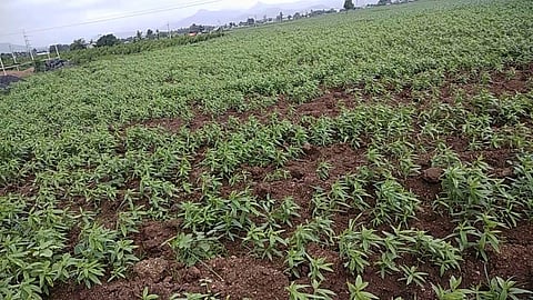 Taag Crop