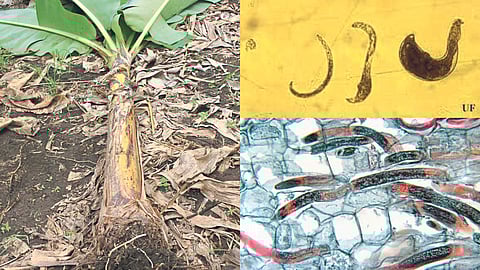 रेनिफार्म निमॅटोड - In Yellow
रॅडोफोलस सुत्रकृमींच्या प्रादुर्भावामुळे केळी झाड मुळासकट कोलमडून पडते.- At Left
 रॅडोफिलस सूत्रकृमी - Right Down