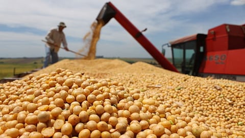 Soybean import