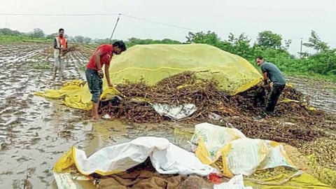 Crop Damage
