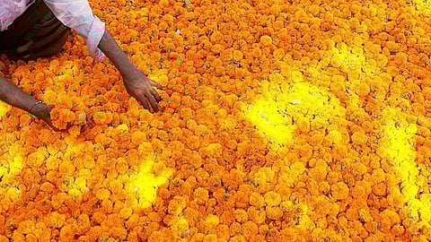 Marigold Producers