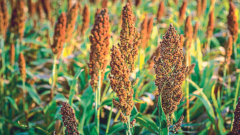 Fodder : 'पिवळी' ला आणा पीक पद्धतीत