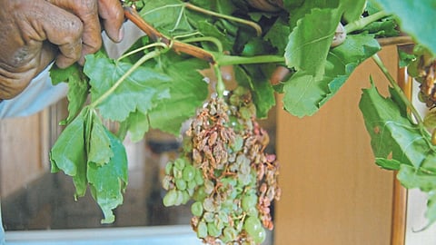 Grape Advisory : द्राक्षातील देठावरील गाठीची समस्या