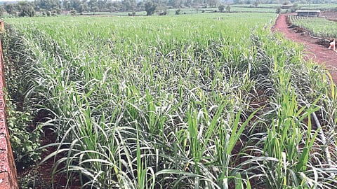 Sugarcane