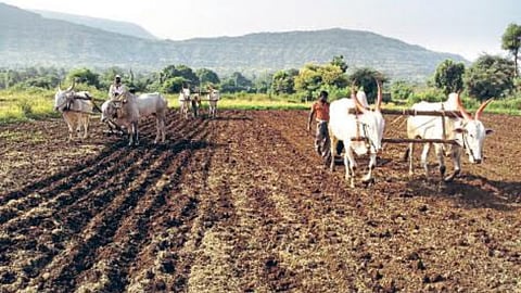 Rabi Sowing