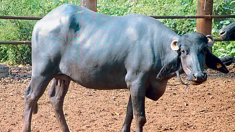 Animal Health