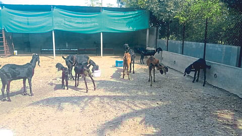 Goat Farming Management