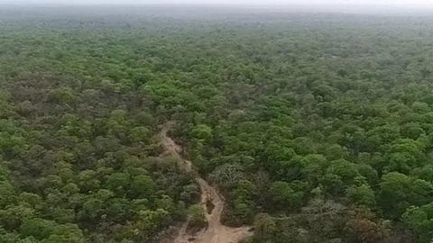 Forest