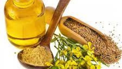 GM Mustard