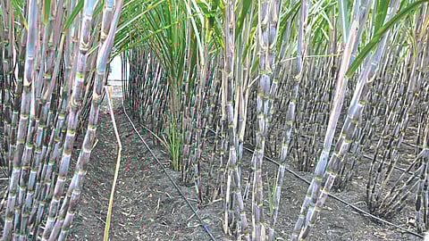 Sugarcane Farming