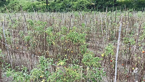Tomato