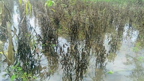 Crop Damage