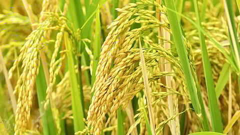 Paddy Production