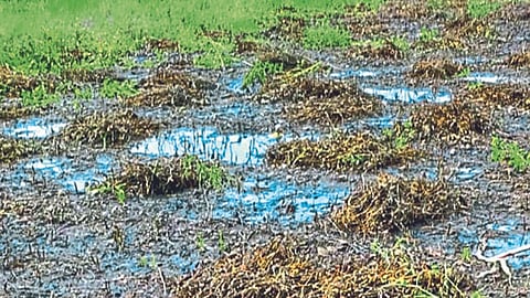 Crop Damage
