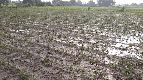 Crop Damage