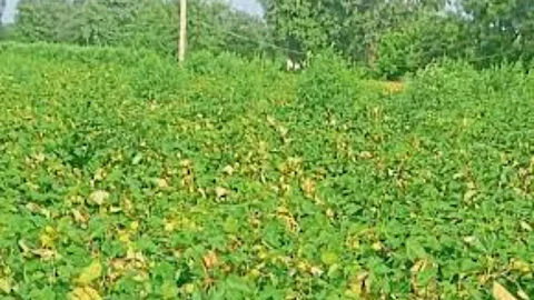 Crop Damage