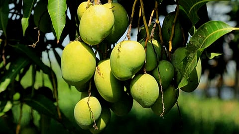 Mango Crop Insurance