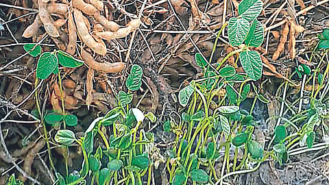 Soybean Crop Damage