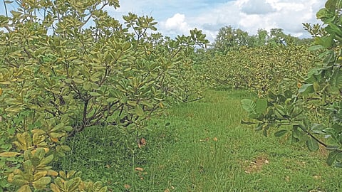 Cashew Crop Management
