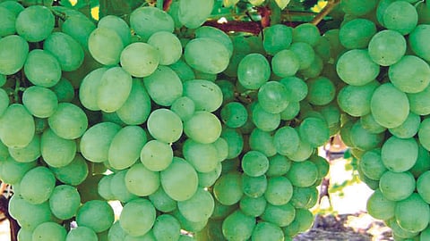 Grape Production