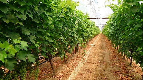 Grape Farming