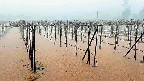 Rain Update : नैताळे परिसरात ढगफुटीसदृश पाऊस
