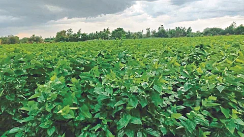 Silk Farming