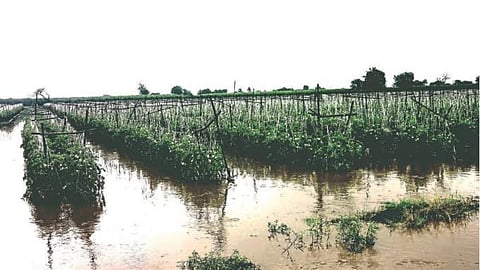 Crop Damage