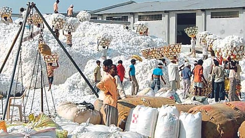 Cotton Rate