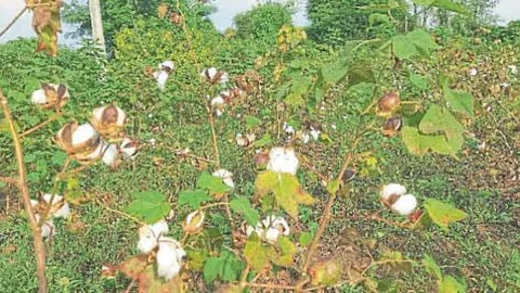 Soybean Cotton