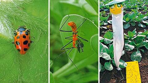 Crop Protection : पीकसंरक्षणाचे नैसर्गिक उपाय