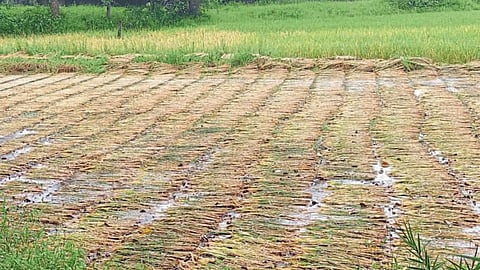 Paddy Harvesting : रत्नागिरीत भातकापणी सुरू