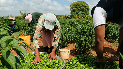 Organic Farming
