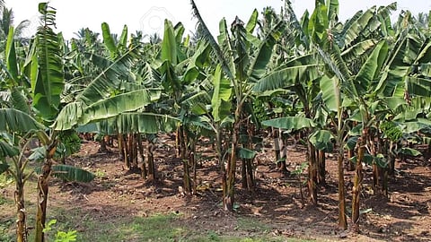 Banana Cultivation