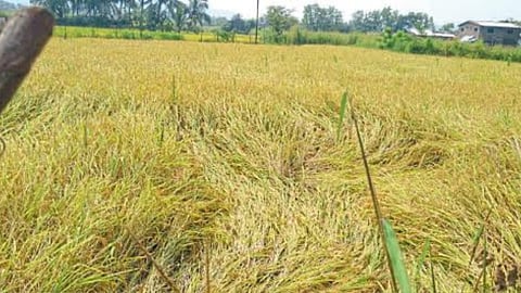 Paddy Crop