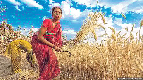 Women Farmer