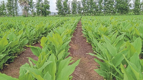 Turmeric Crop Management