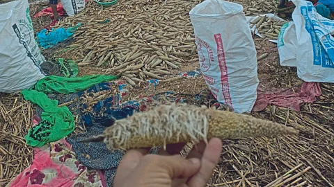 Pearl Millet