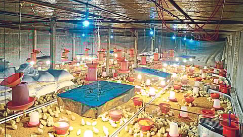 Poultry Management