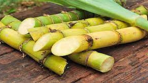 Sugarcane Sets
