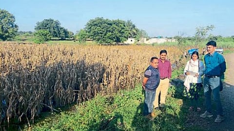 Crop Insurance
