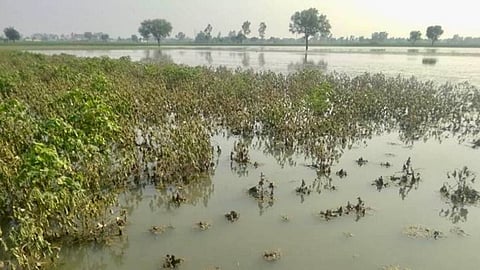 Crop Damage
