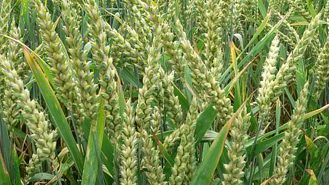 Rabi Season