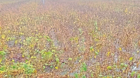 Crop Damage