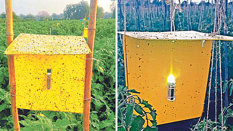 Insect Trap Technology