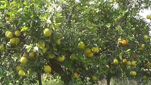 Crop Damage