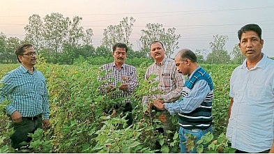 Cotton Crop Disease